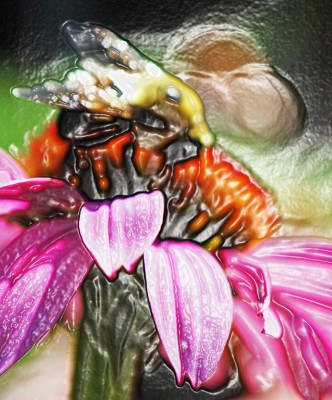 Bee on Coneflower by Brandie Dunn