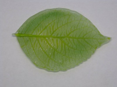 Leaf Comp.jpg