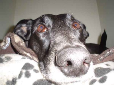 thumbnail.jpg (20.82 KiB) Viewed 23405 times Bonnie