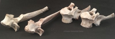 Bone comparison-1.jpg